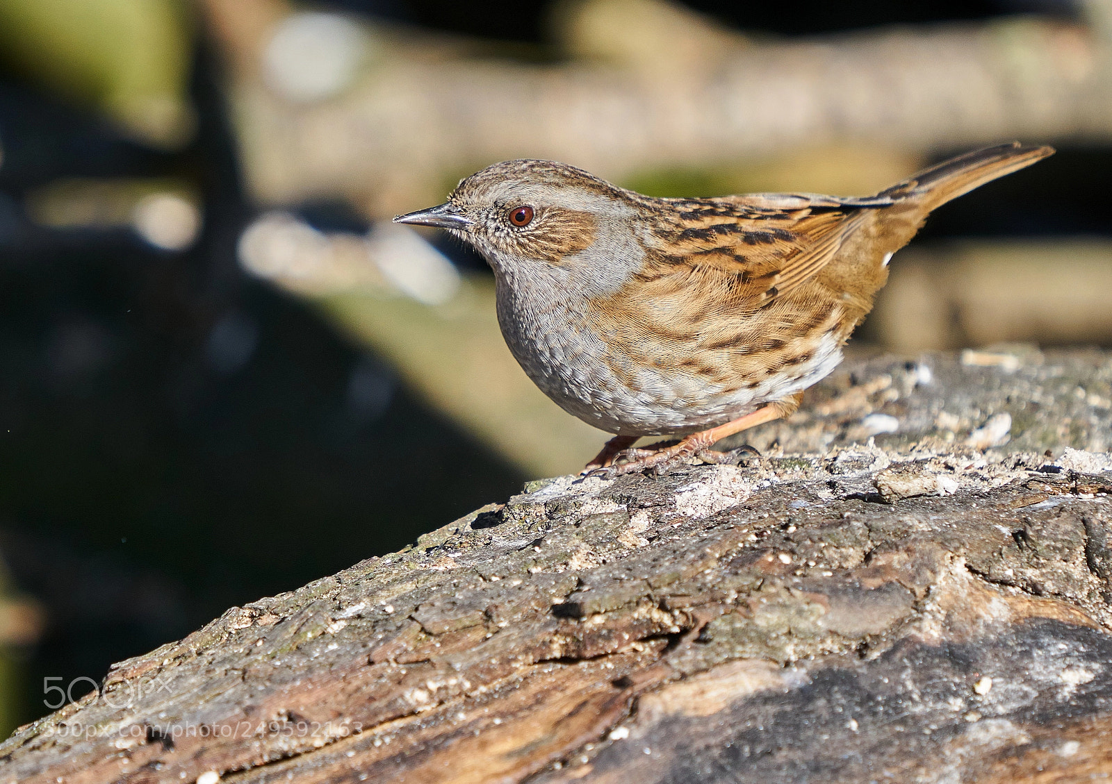 Sony a7R II sample photo. Dunnock photography