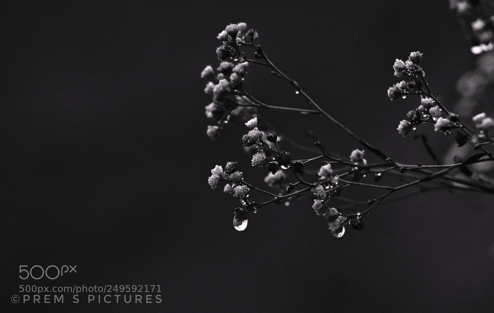 Nikon D3300 sample photo. Holding a drop!! photography