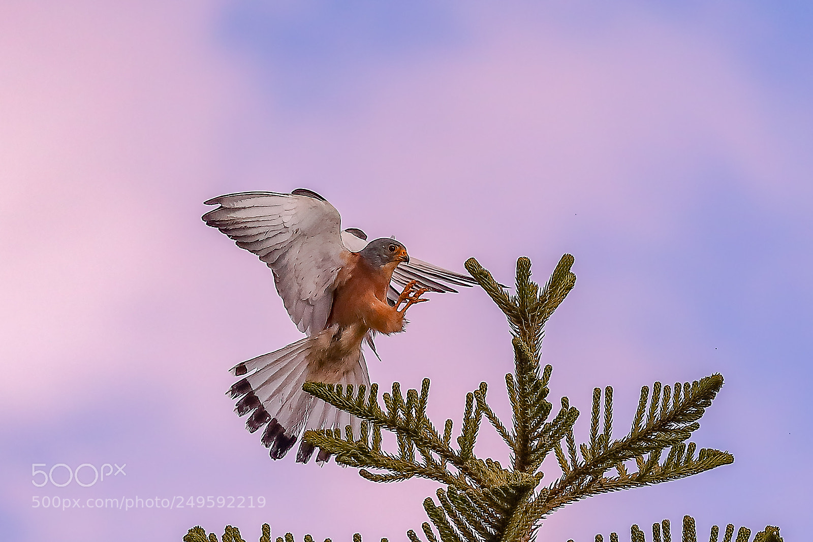 Canon EOS-1D X Mark II sample photo. Lesser kestrel photography