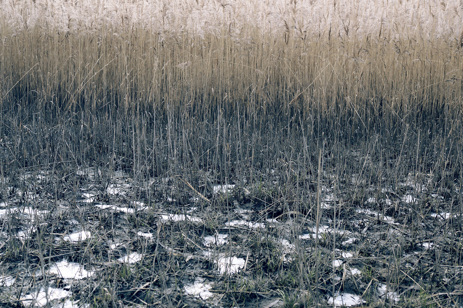Nikon D7500 sample photo. Thick reed and frozen photography