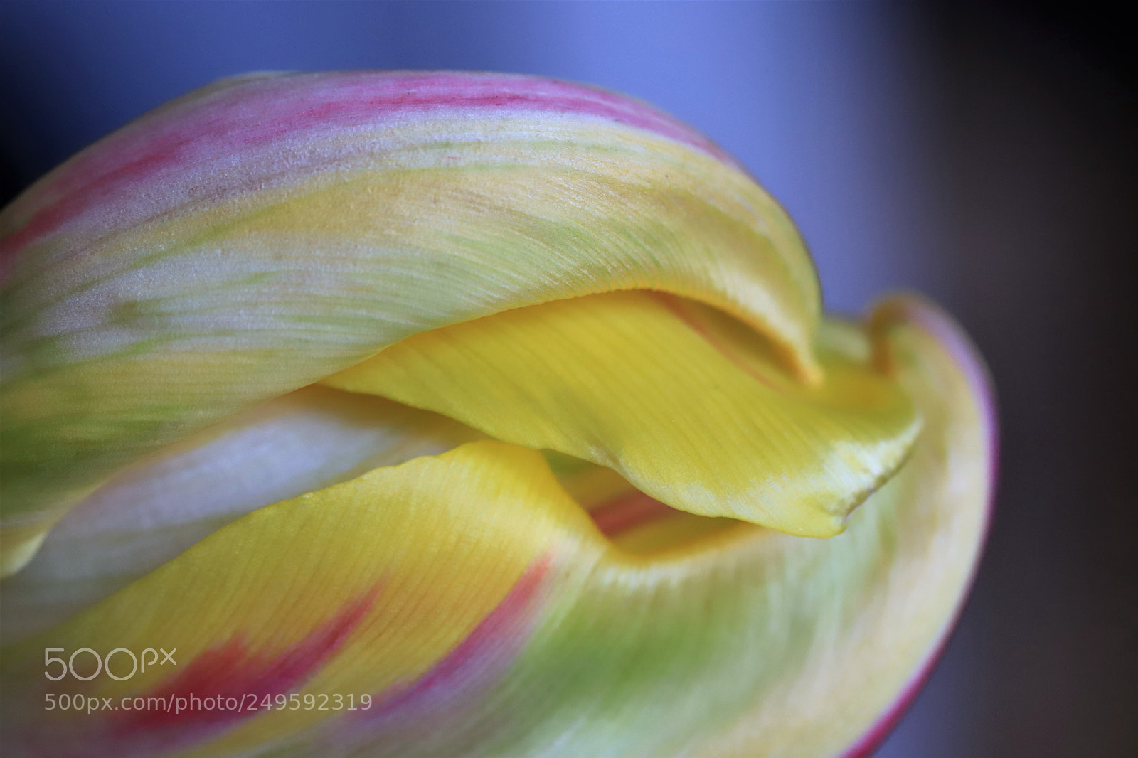 Canon EOS 6D Mark II sample photo. Colored tulip waves photography