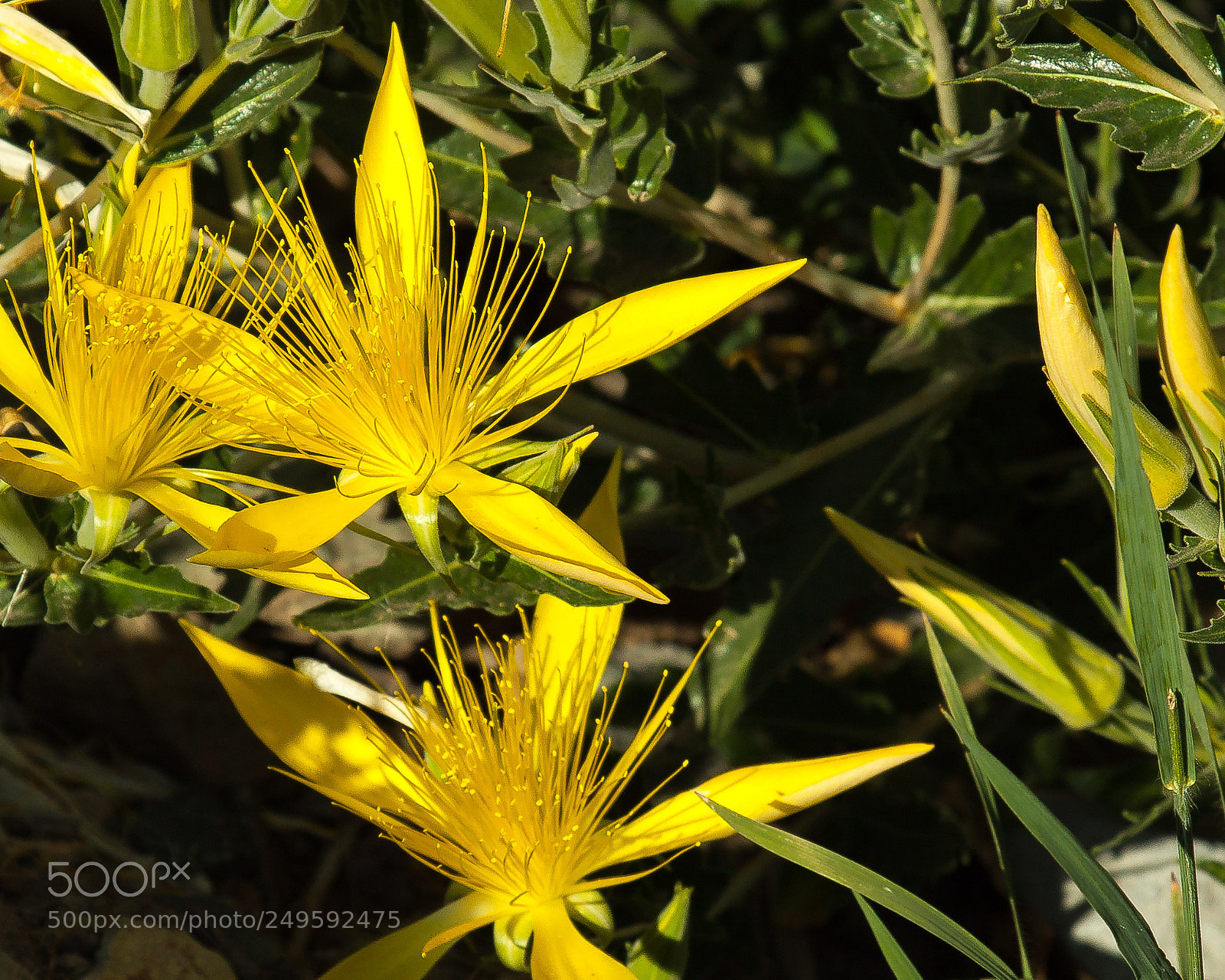 Canon EOS 50D sample photo. Blazing star photography