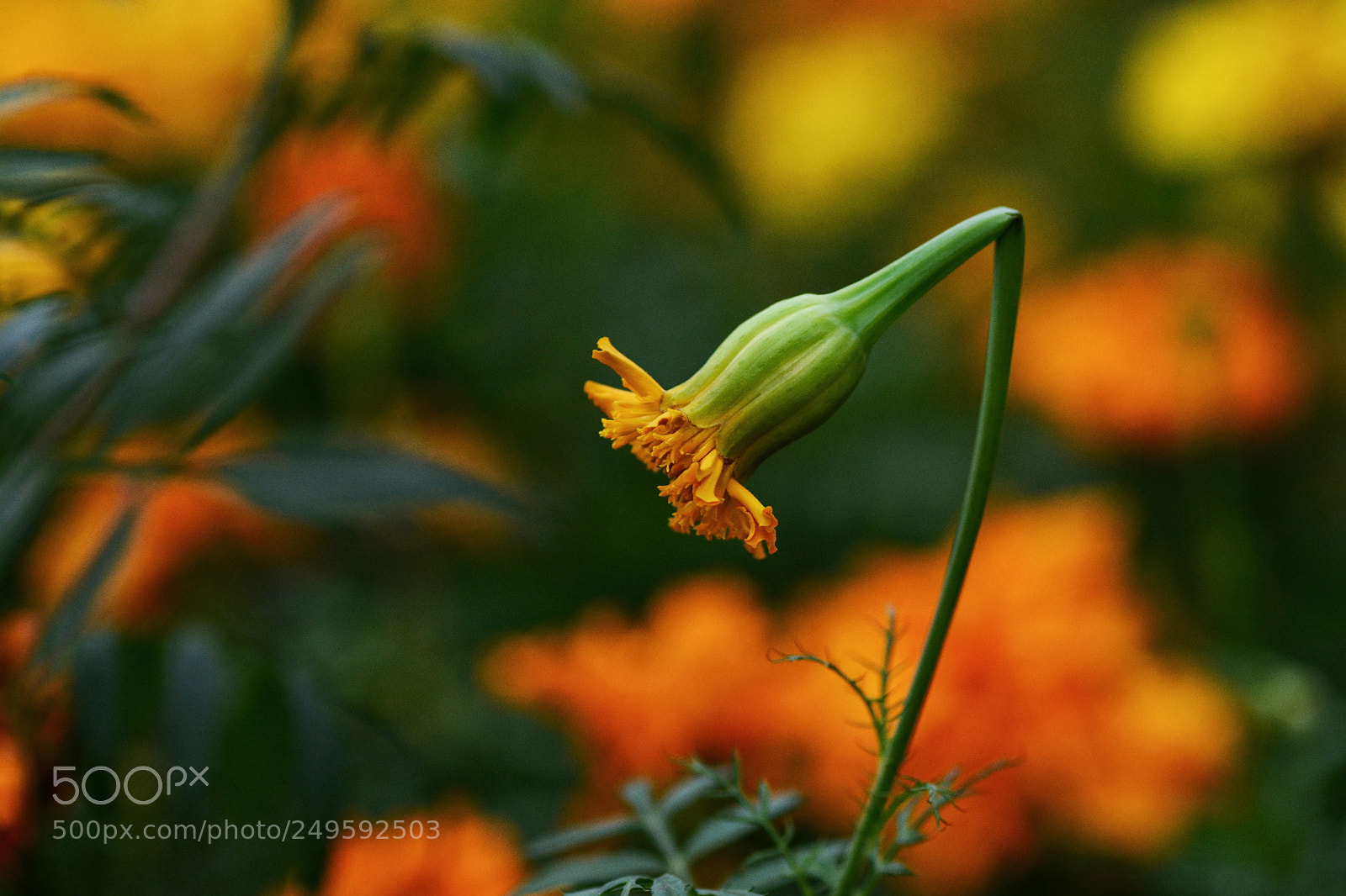 Nikon D7100 sample photo. Untitled photography