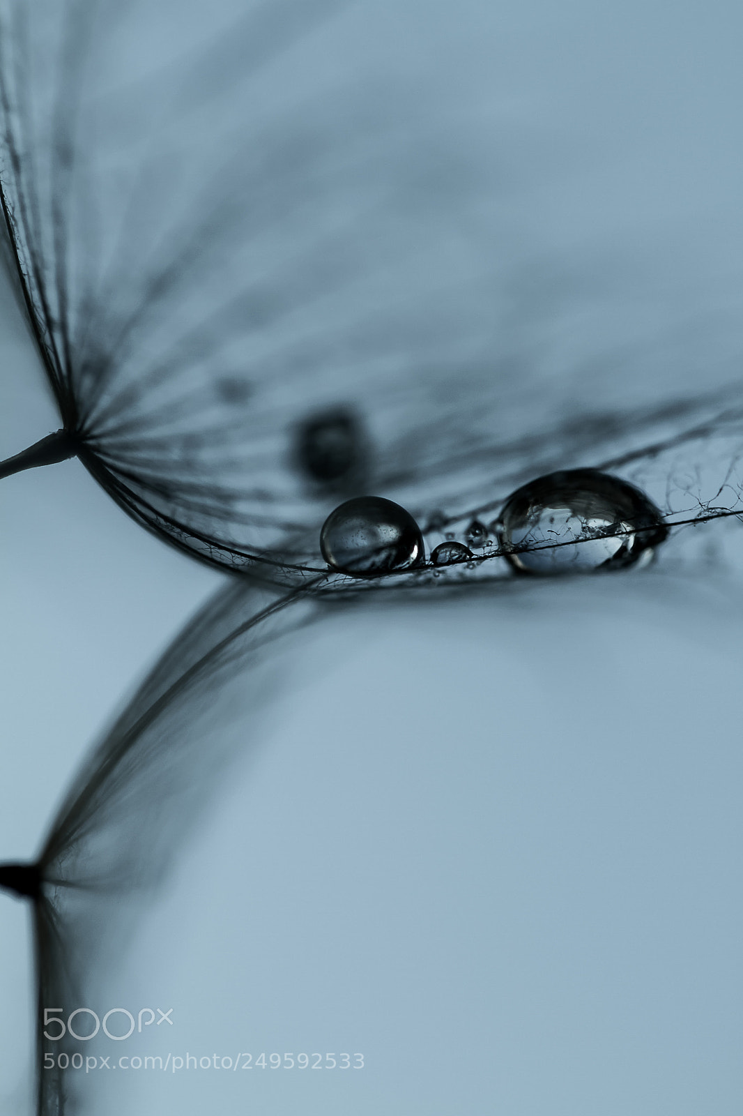 Canon EOS 7D sample photo. Dandelion photography
