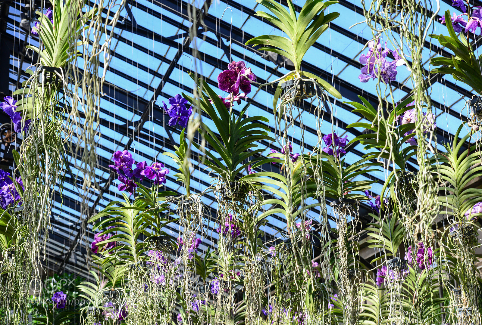Nikon D800 sample photo. Hanging orchids photography