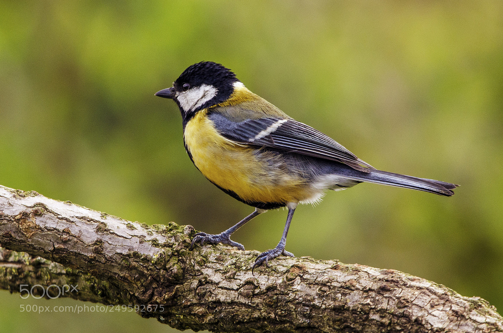 Nikon D7000 sample photo. Carbonero // great tit photography