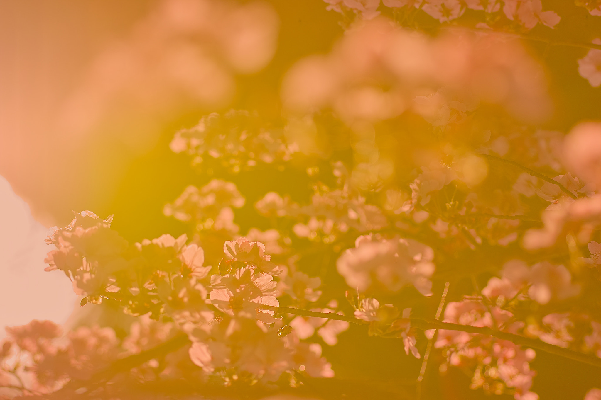 Sigma SD15 sample photo. Sakura photography