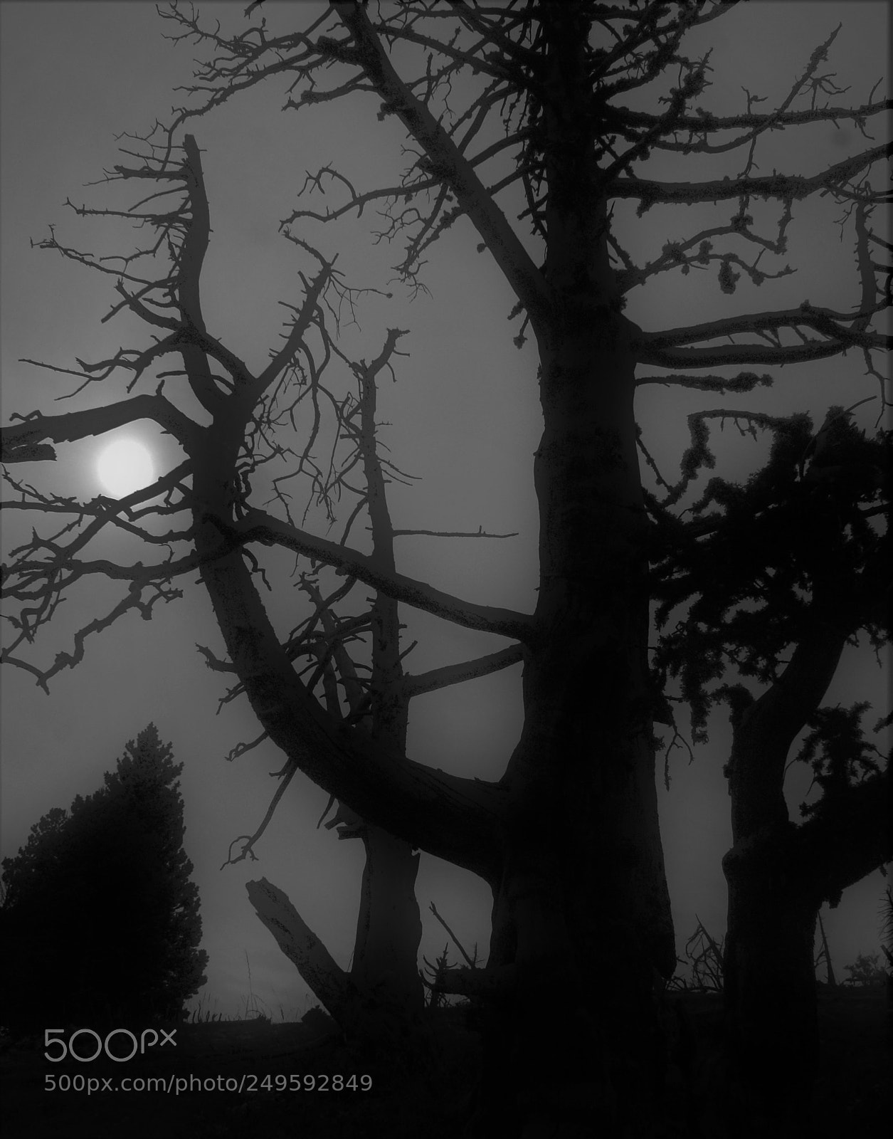 Sony Alpha DSLR-A100 sample photo. Dead tree vercors silhouette photography
