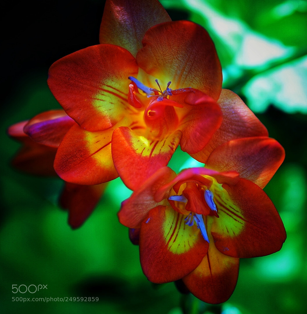 Sony a7 II sample photo. Iridescent photography