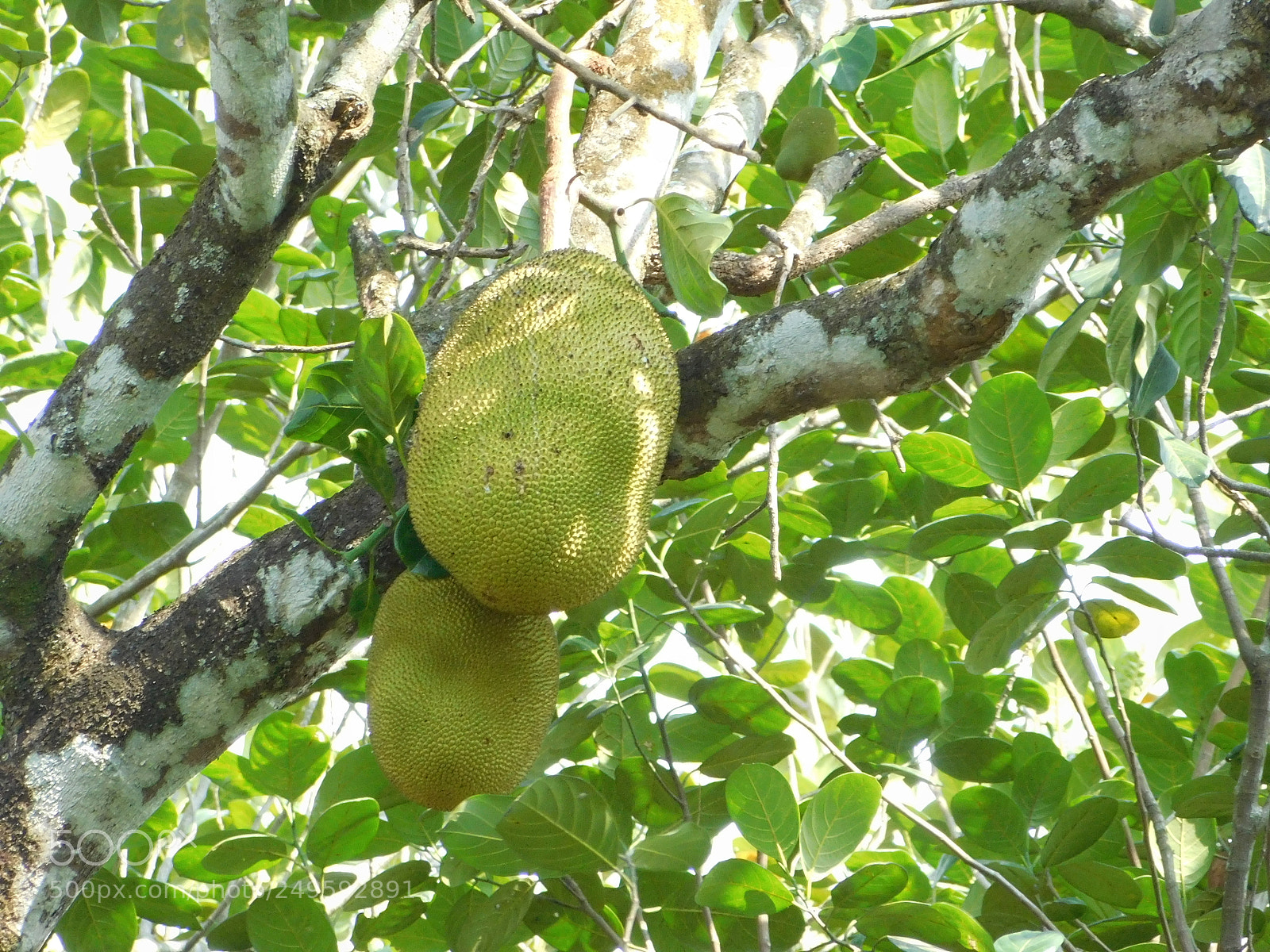 Nikon Coolpix L840 sample photo. Jackfruit photography