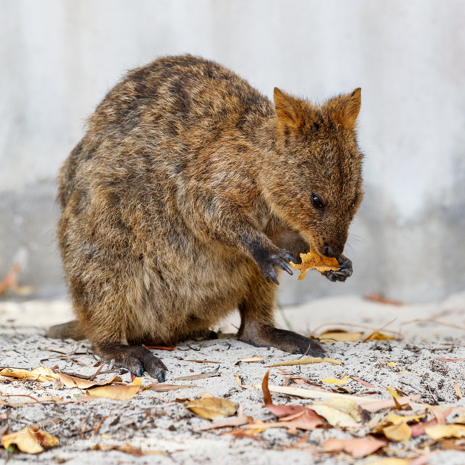Canon EOS-1D X Mark II sample photo. Quokka photography