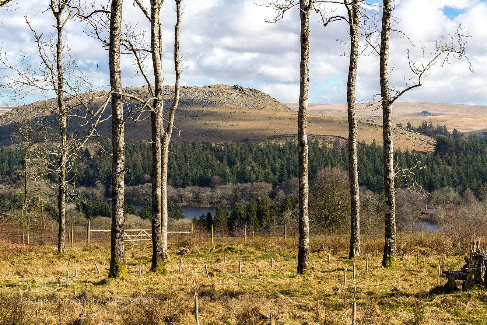 Nikon D610 sample photo. Sheeps tor through the photography