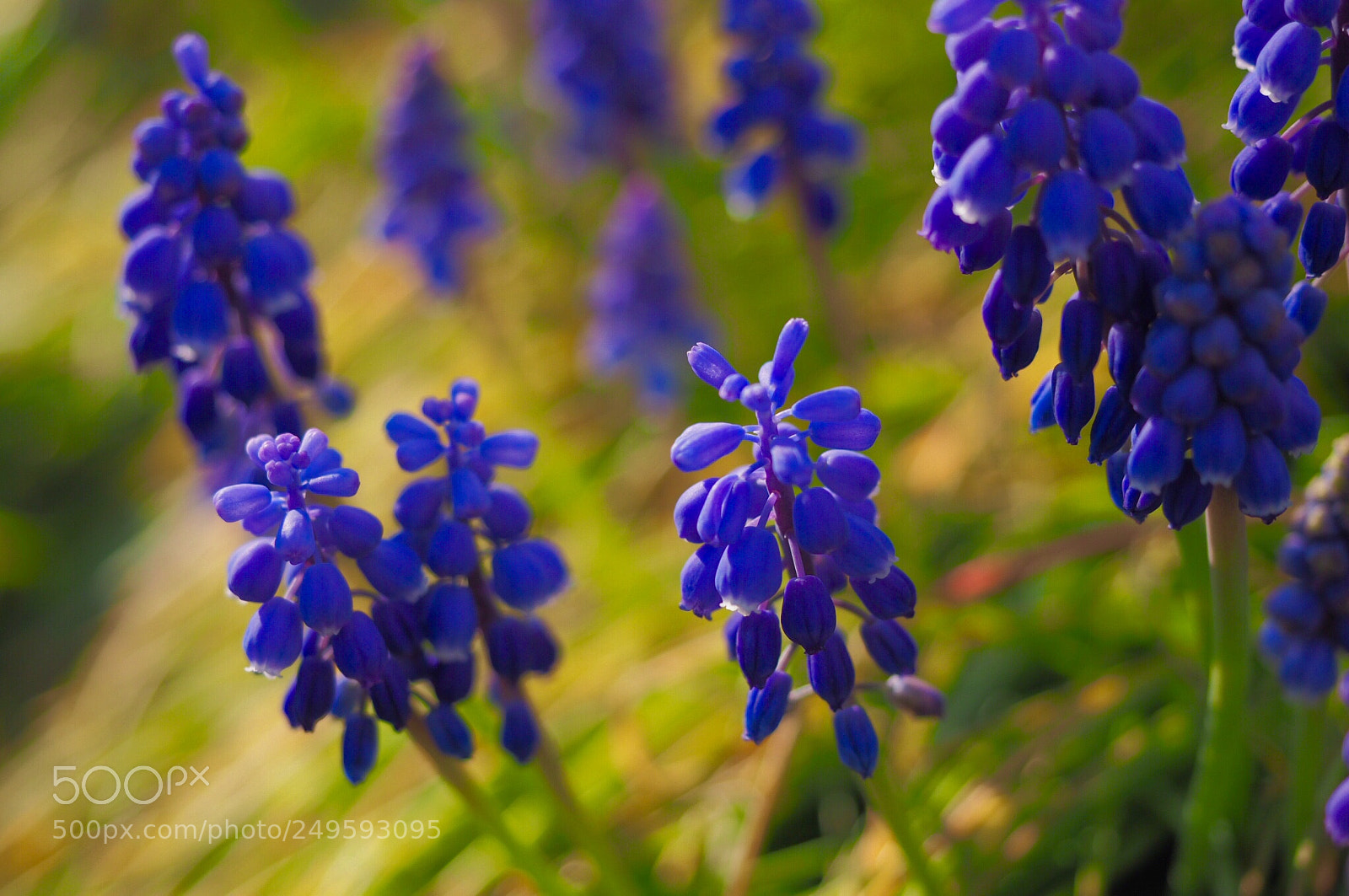 Olympus OM-D E-M10 II sample photo. Spring flowers-grapes hyacinth-1 photography