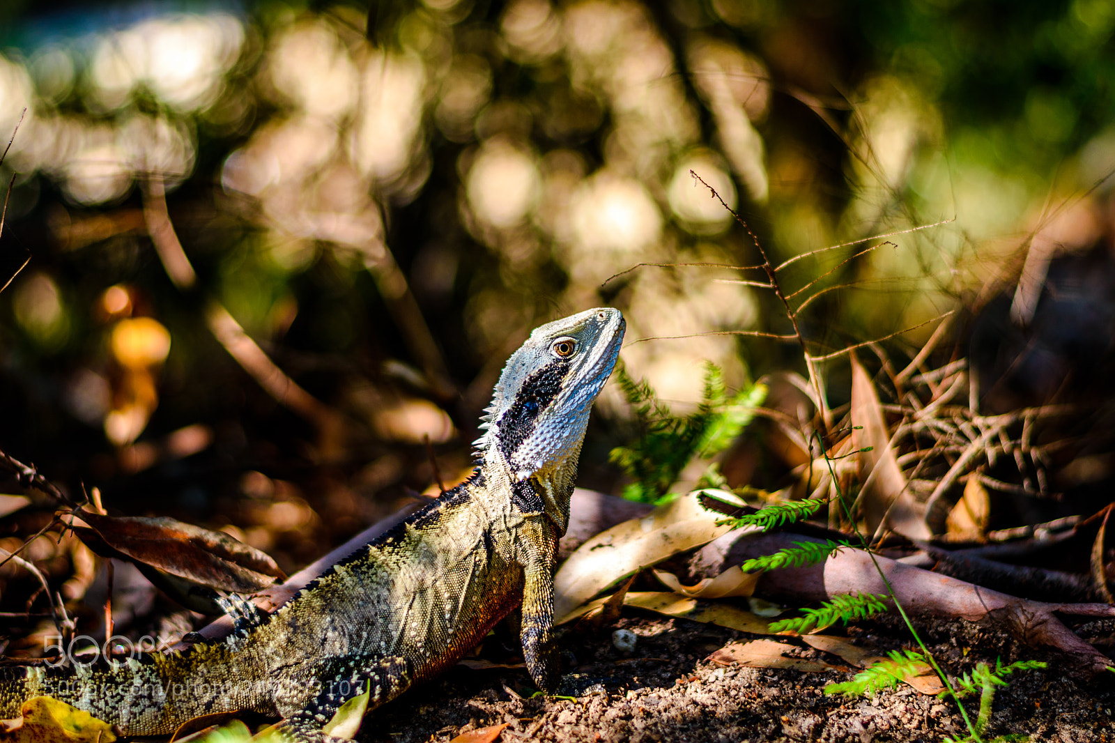 Nikon D5500 sample photo. Australian water dragon photography