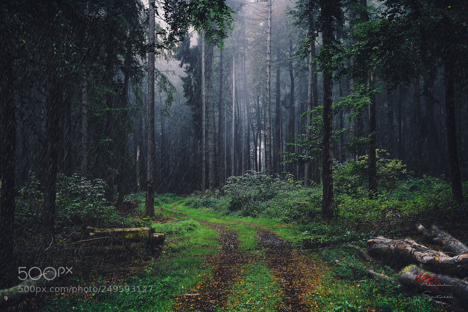 Sony a7 sample photo. Rain in the forest photography