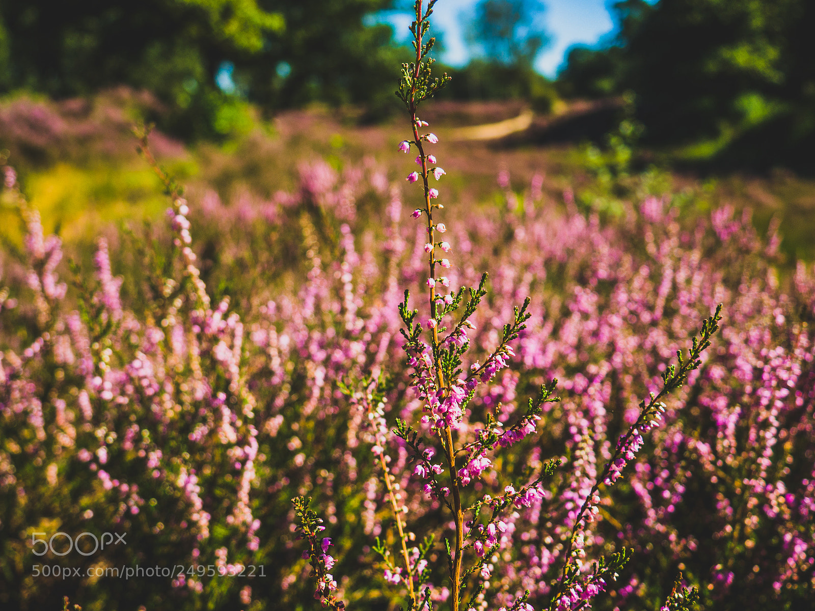 Olympus OM-D E-M10 sample photo. Pink heath photography