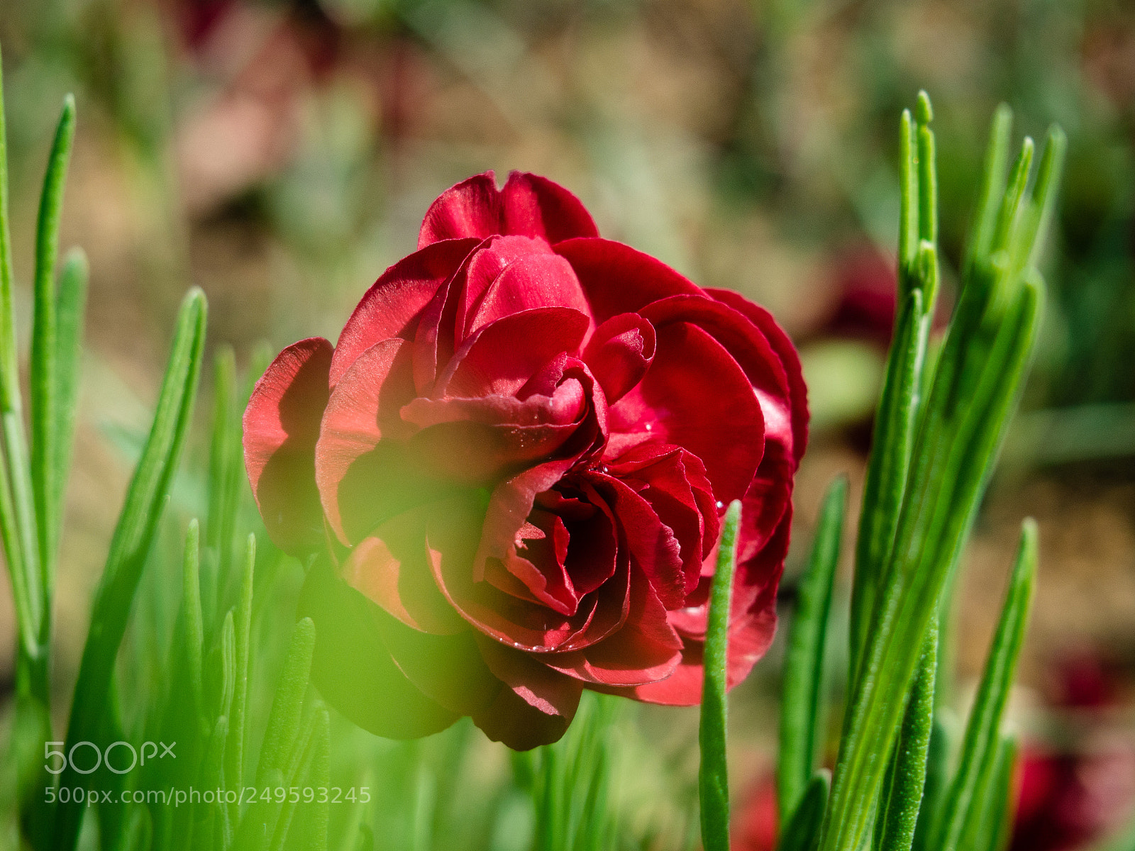 Olympus OM-D E-M5 sample photo. Red rose photography