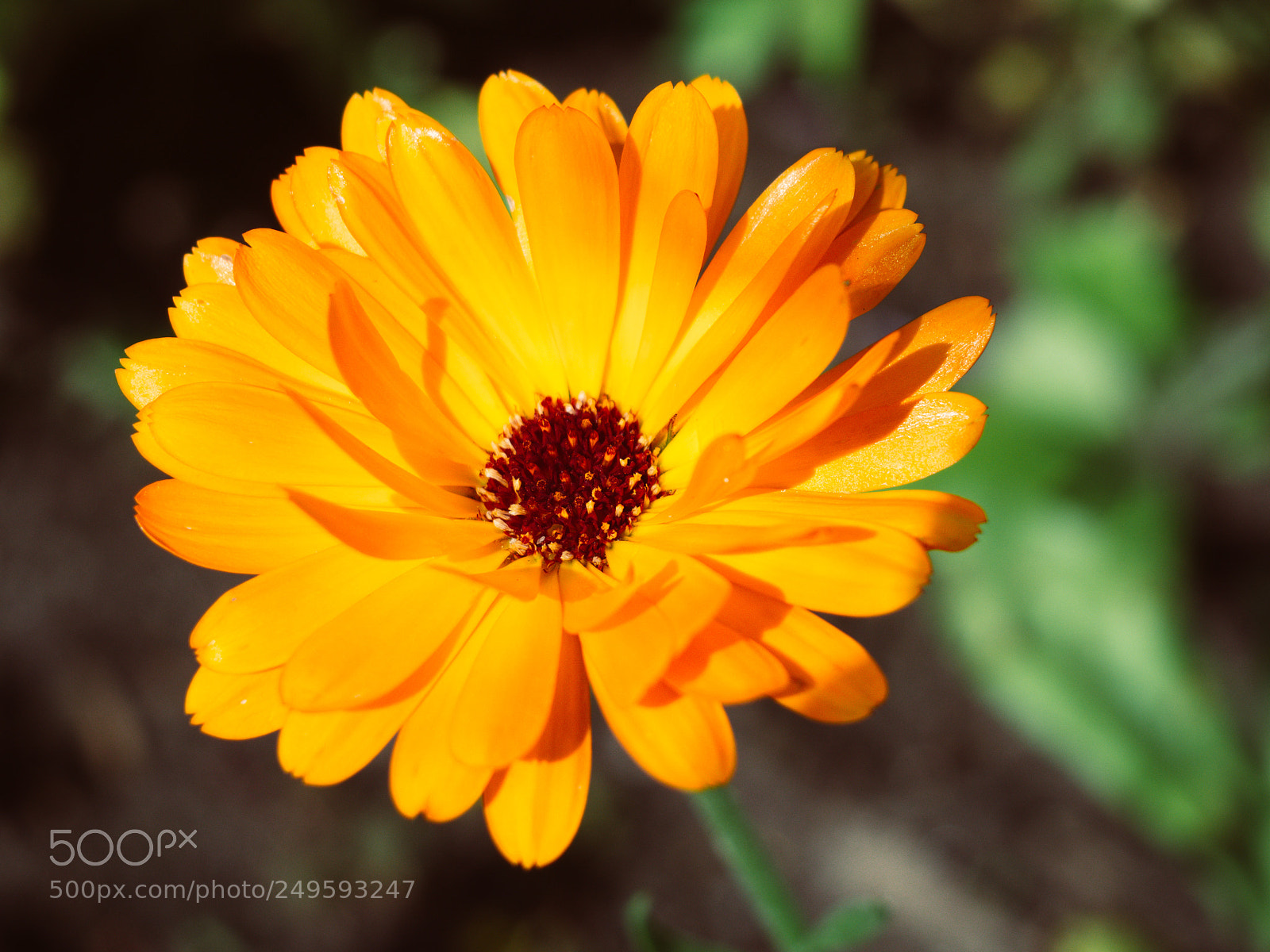 Olympus OM-D E-M10 sample photo. Vibrant daisy photography