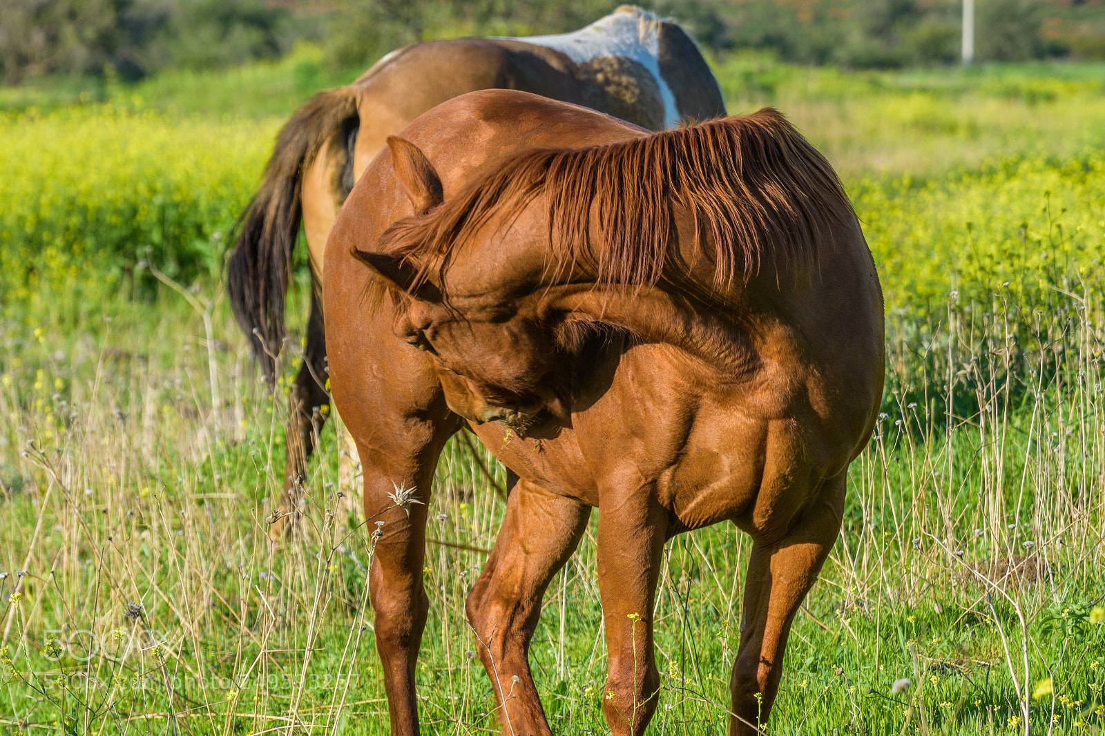 Nikon D7200 sample photo. Beauty of horse photography