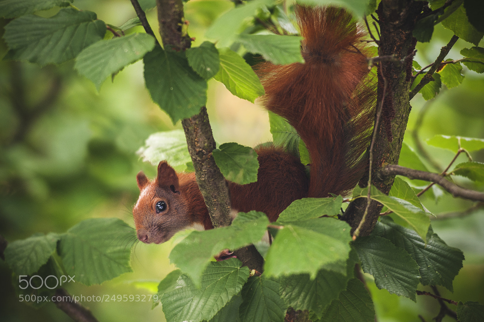 Nikon D300S sample photo. Squirrel photography