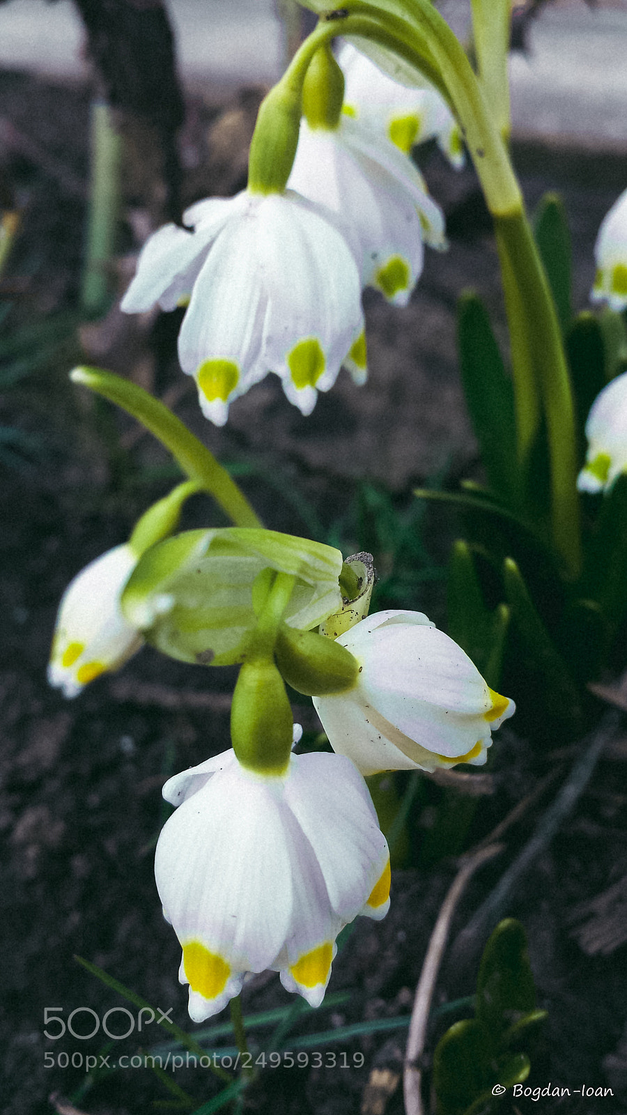 Samsung Galaxy S4 sample photo. Lușcă photography
