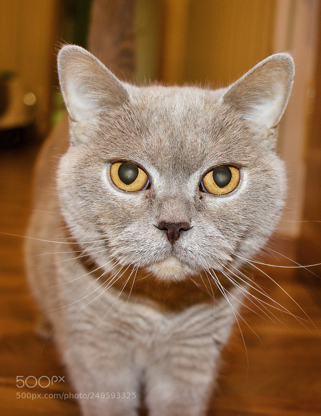 Canon EOS 80D sample photo. Amy photography