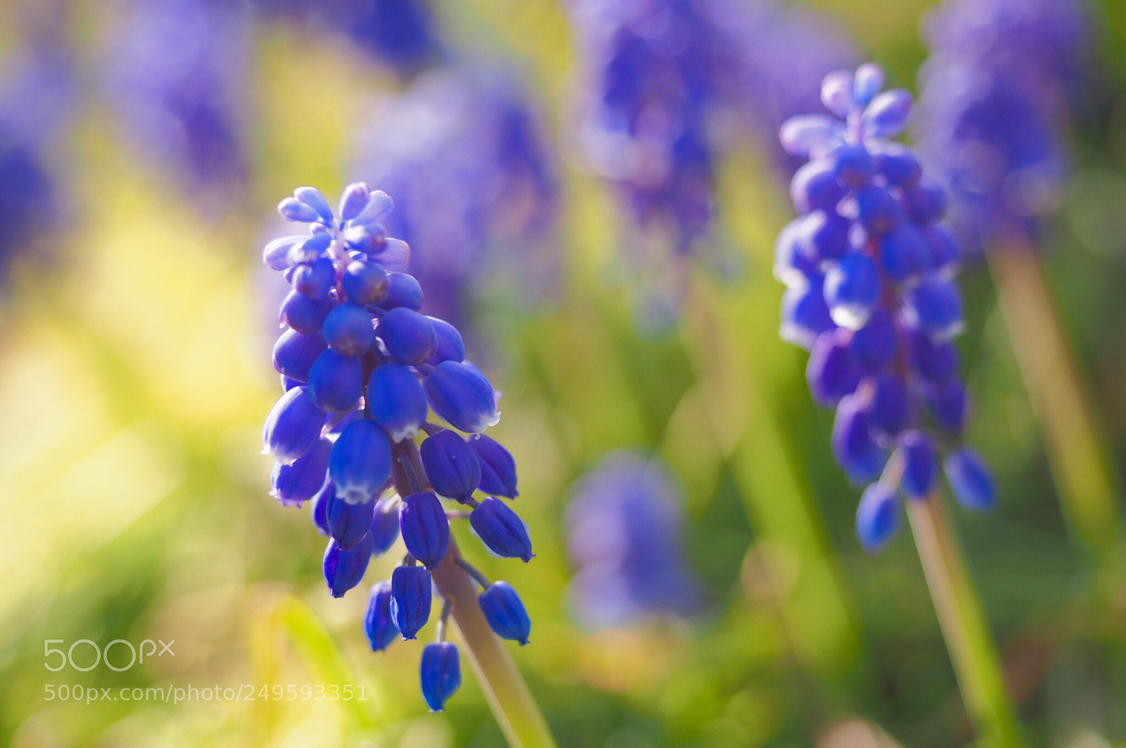Olympus OM-D E-M10 II sample photo. Spring flowers -grape hyacinth-2 photography
