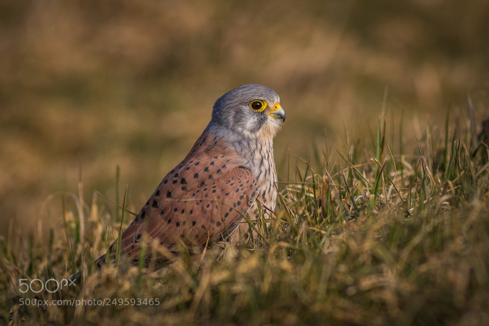 Canon EOS 7D Mark II sample photo. Common kestrel... photography