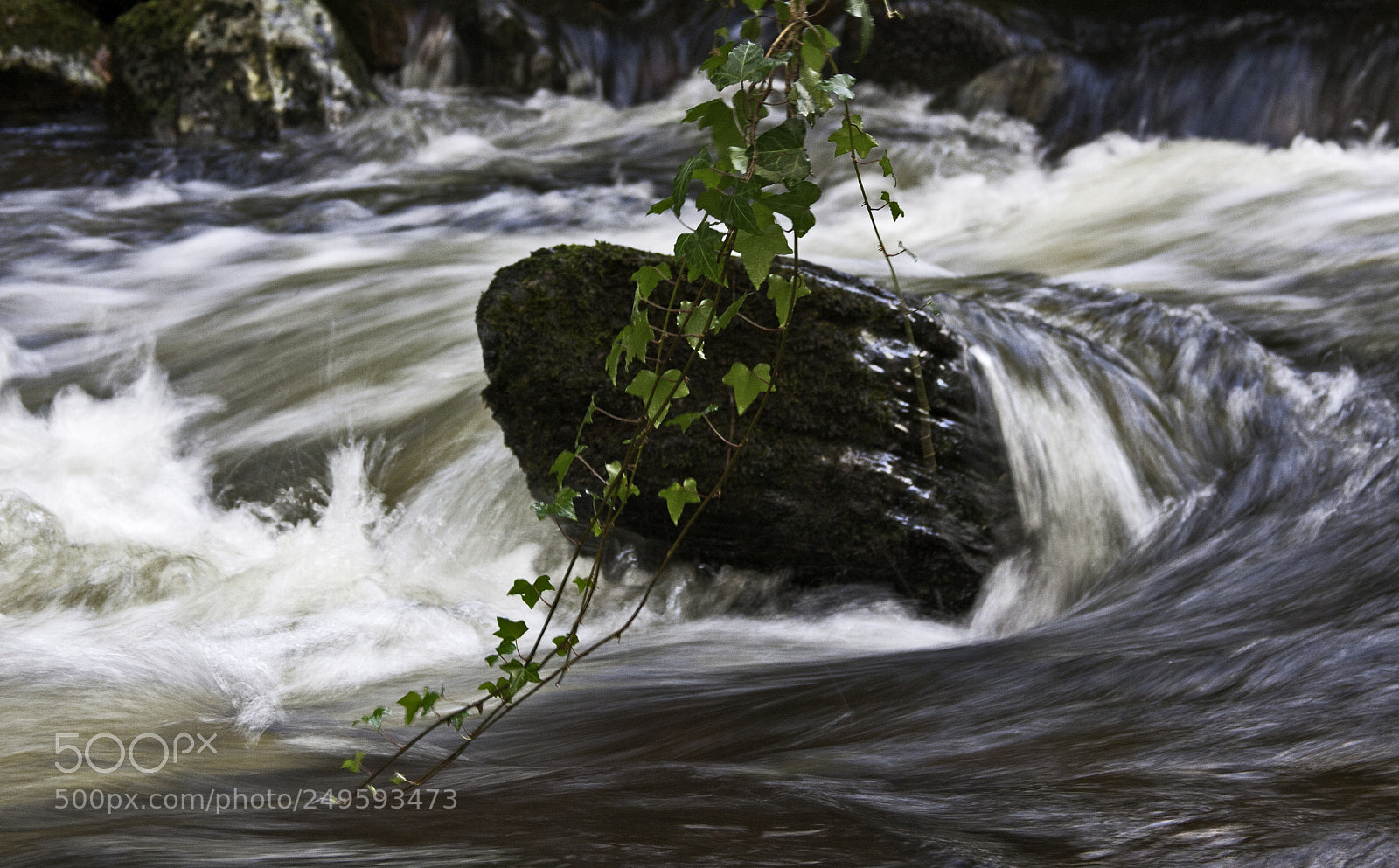 Canon EOS 40D sample photo. Water rock ivy photography
