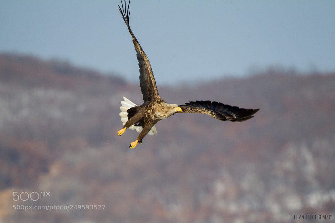 Canon EOS-1D Mark IV sample photo. Untitled photography
