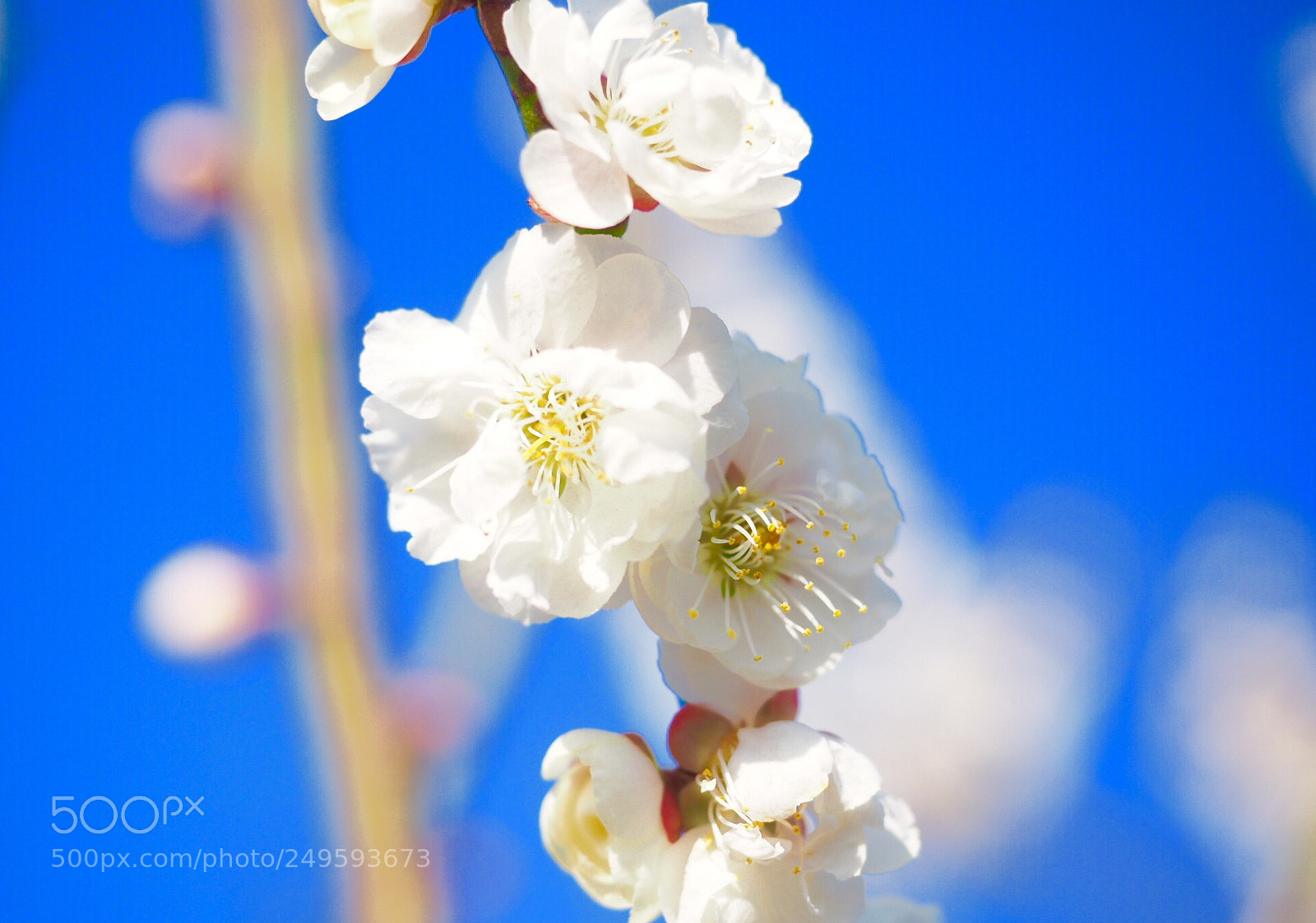 Olympus OM-D E-M10 II sample photo. Japanese plum tree blossom-1 photography