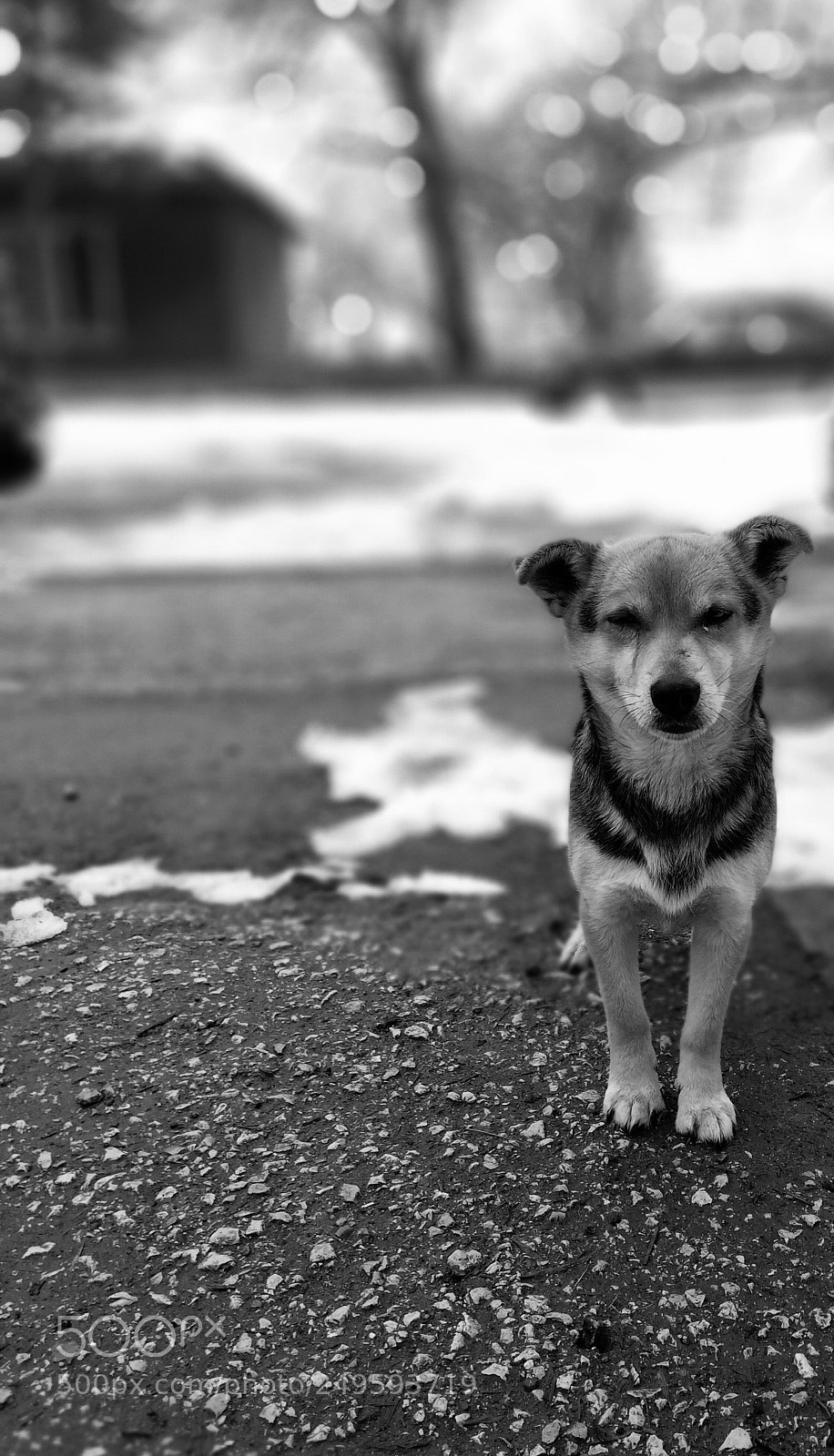 HUAWEI Mate 10 Lite sample photo. B&w dog photography