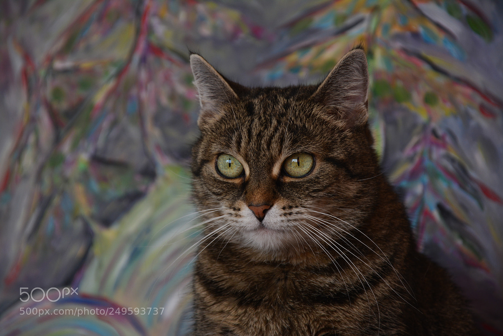 Nikon D5200 sample photo. Koket photography
