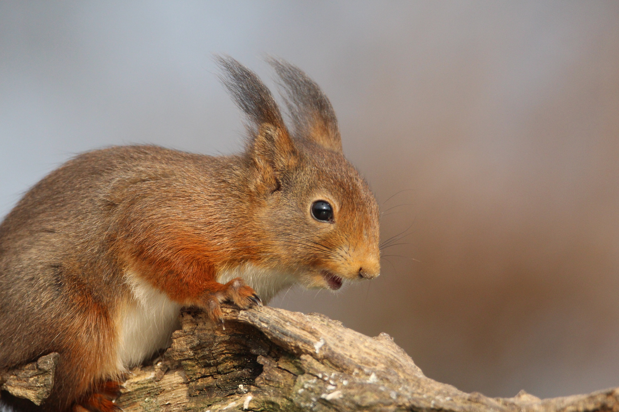 Tamron SP 150-600mm F5-6.3 Di VC USD sample photo. Hi everybody! photography