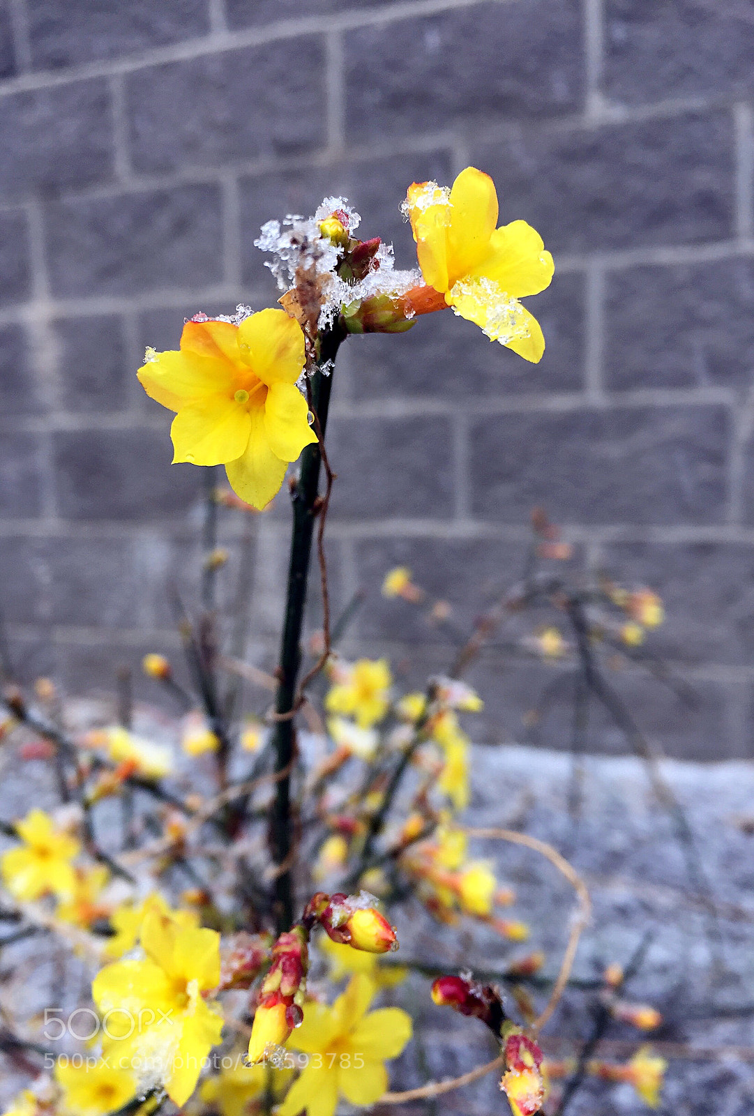 Apple iPhone 6 Plus sample photo. Untitled photography