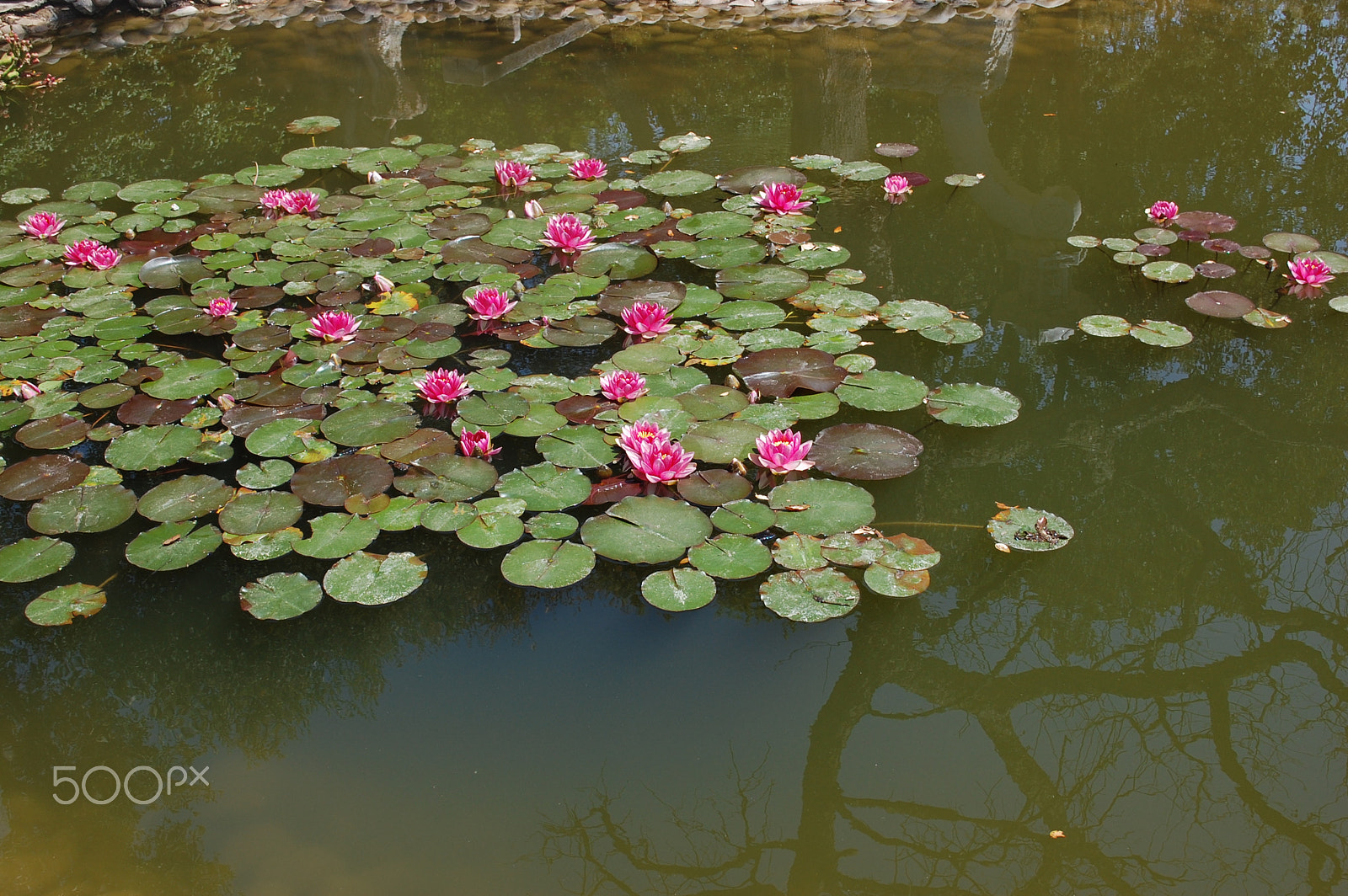Nikon D40 sample photo. Lily photography