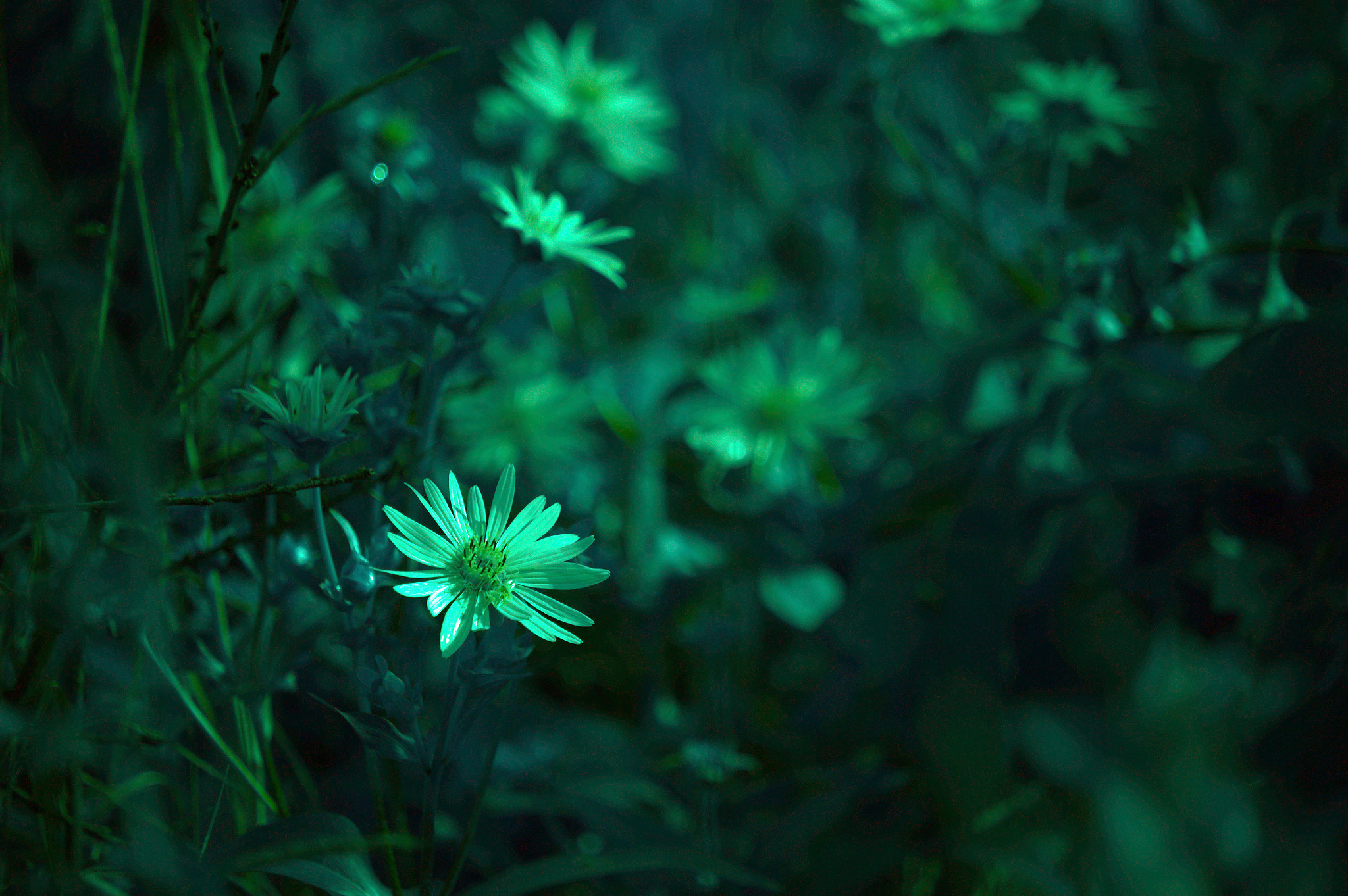 Canon EOS 5D sample photo. Img_4911 1.jpg photography