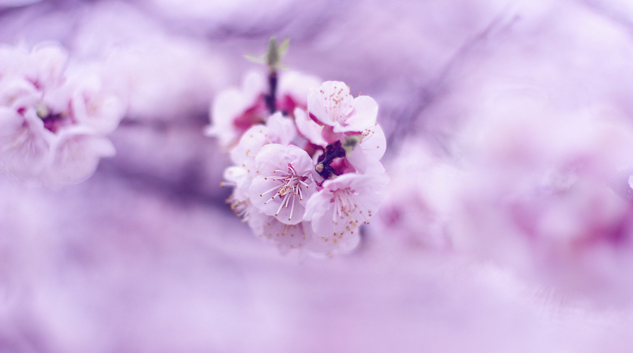 Canon EOS 60D + Canon EF 50mm F1.4 USM sample photo. Dreamy... photography