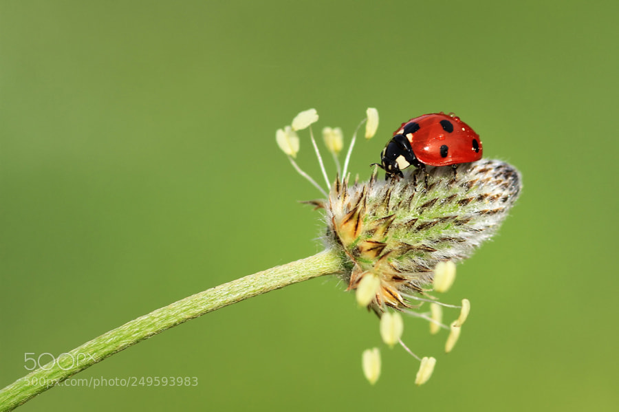 Canon EOS 7D sample photo. Ladybug photography