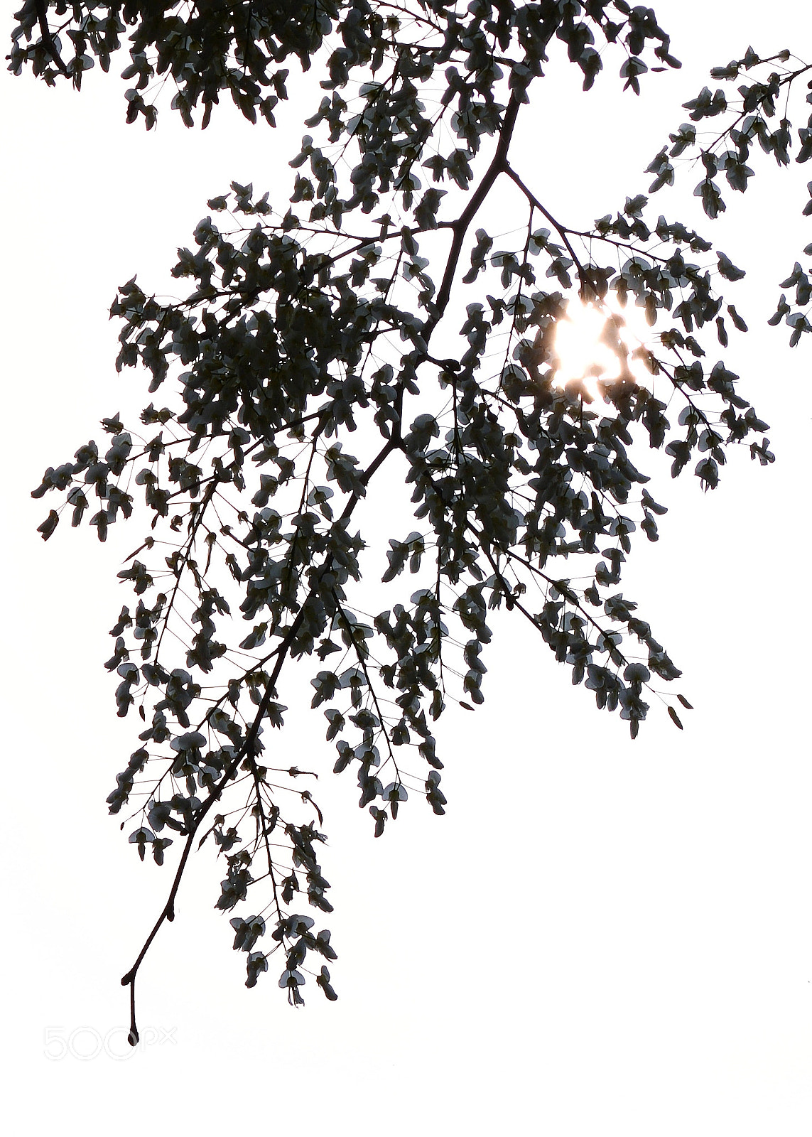 Nikon D7100 sample photo. Untitled photography