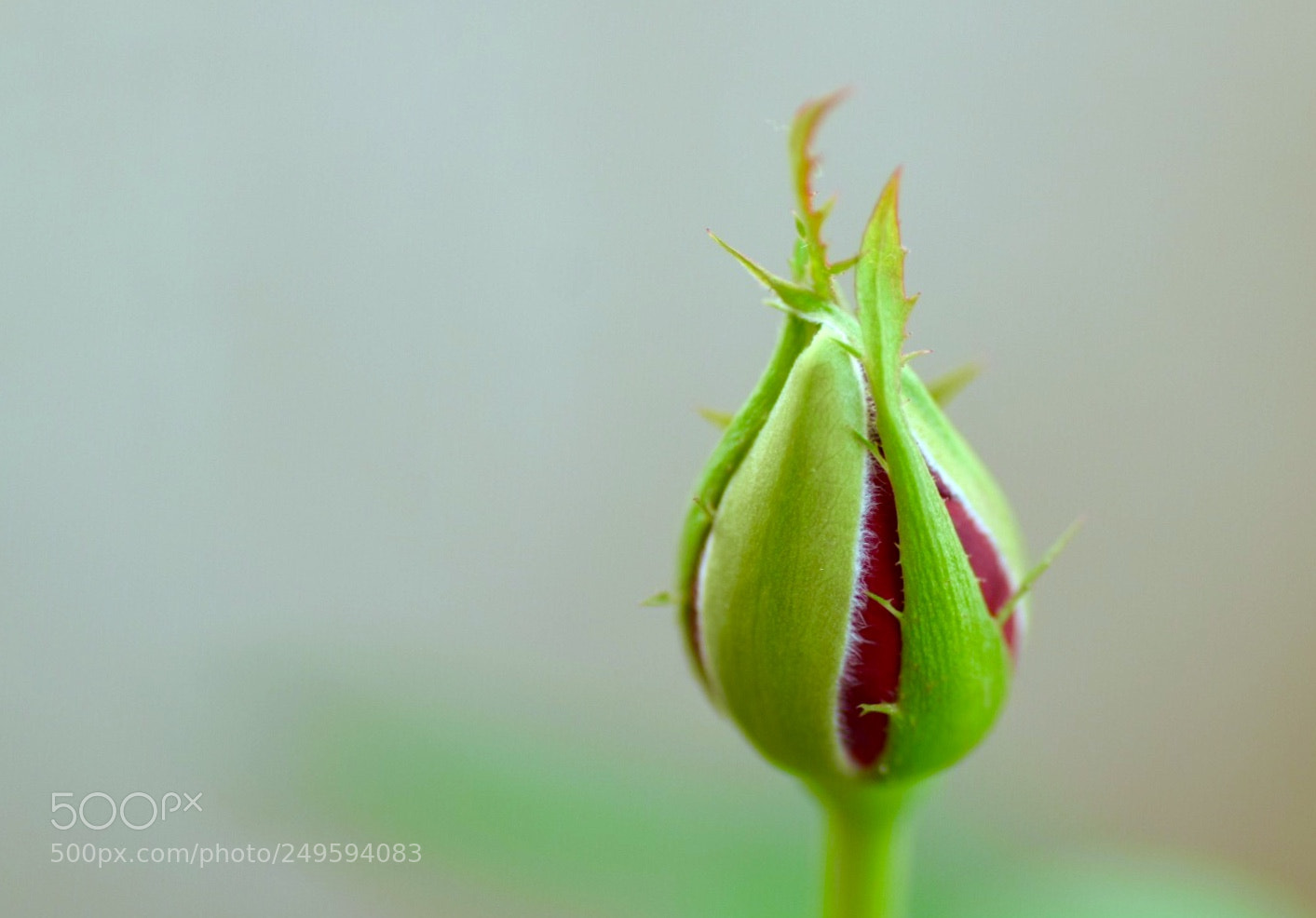 Nikon D5300 sample photo. Rose bud photography