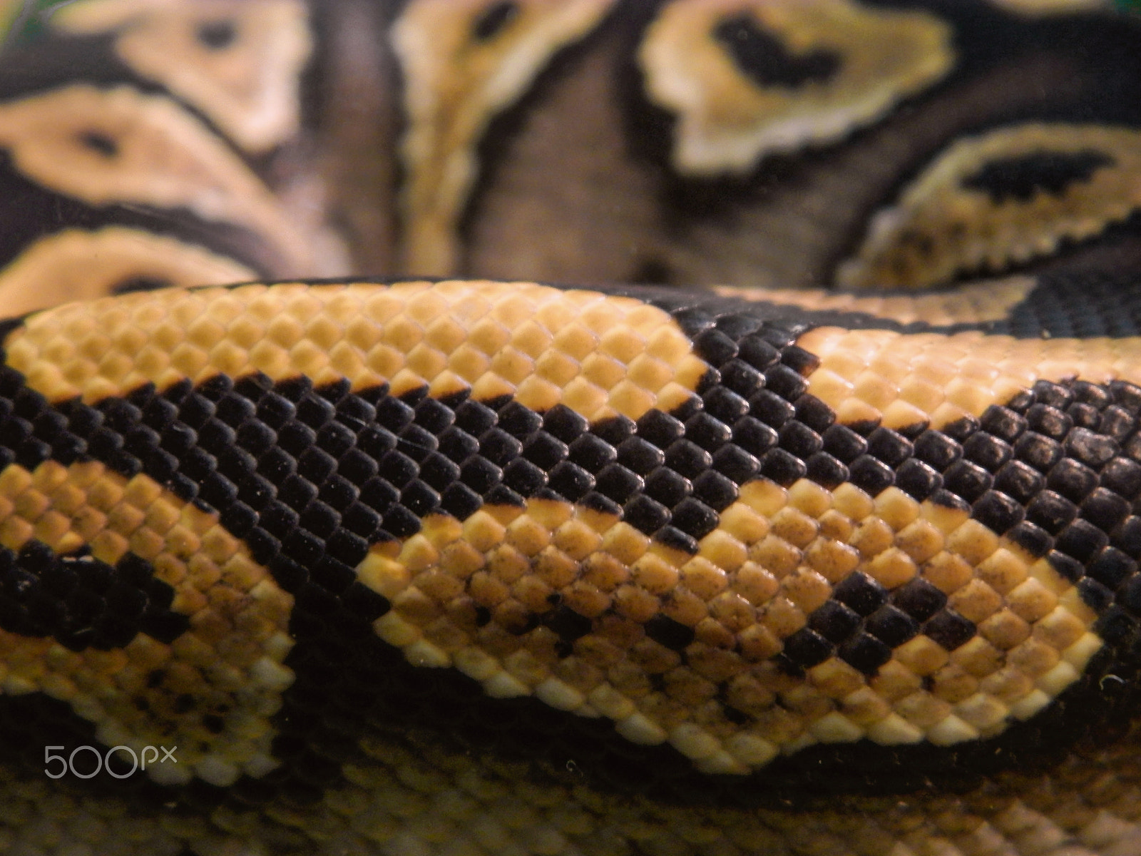 Olympus SP-620UZ sample photo. Snake with heart photography