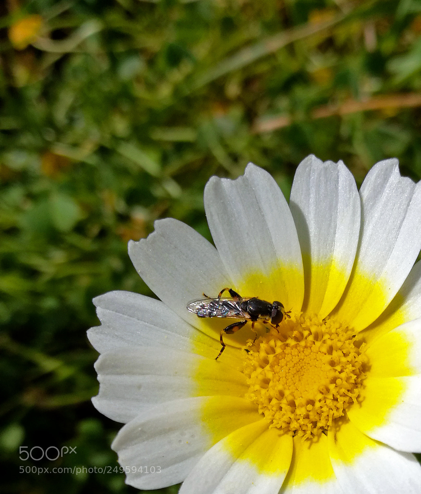 HUAWEI P9 sample photo. Spring-tastic!!! photography
