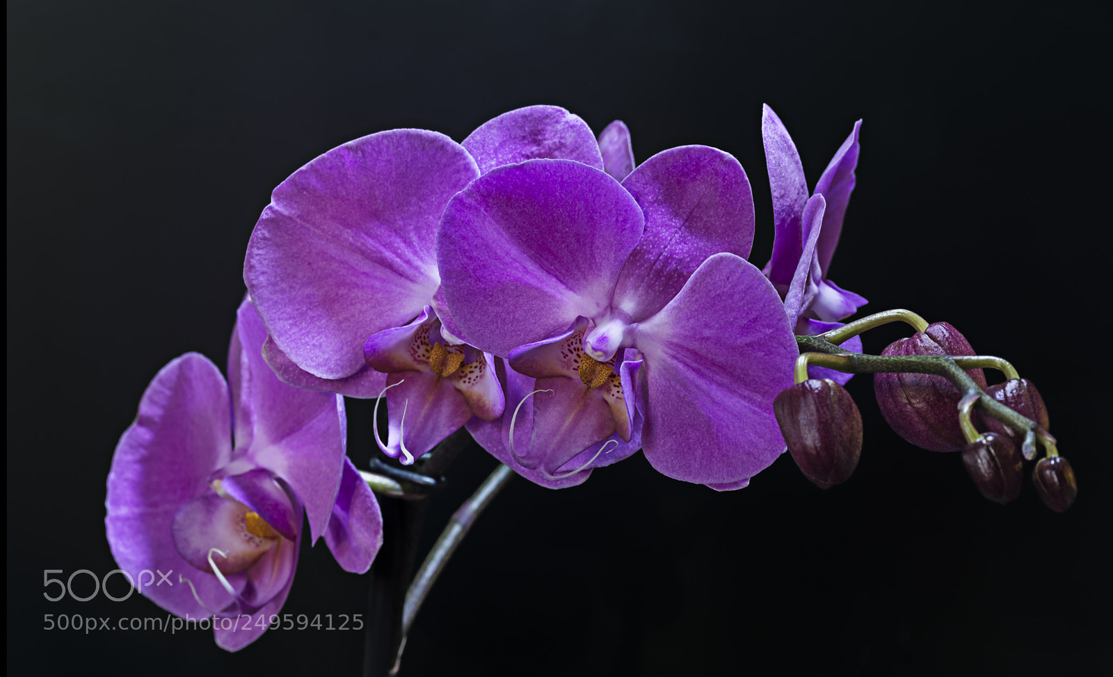 Nikon D7100 sample photo. Orchid photography