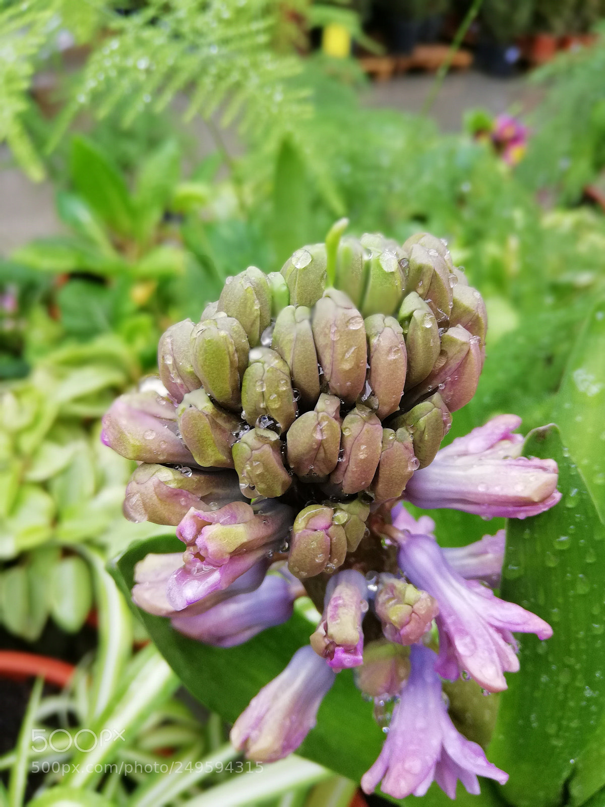HUAWEI Mate 10 Lite sample photo. Flower with raindrops photography