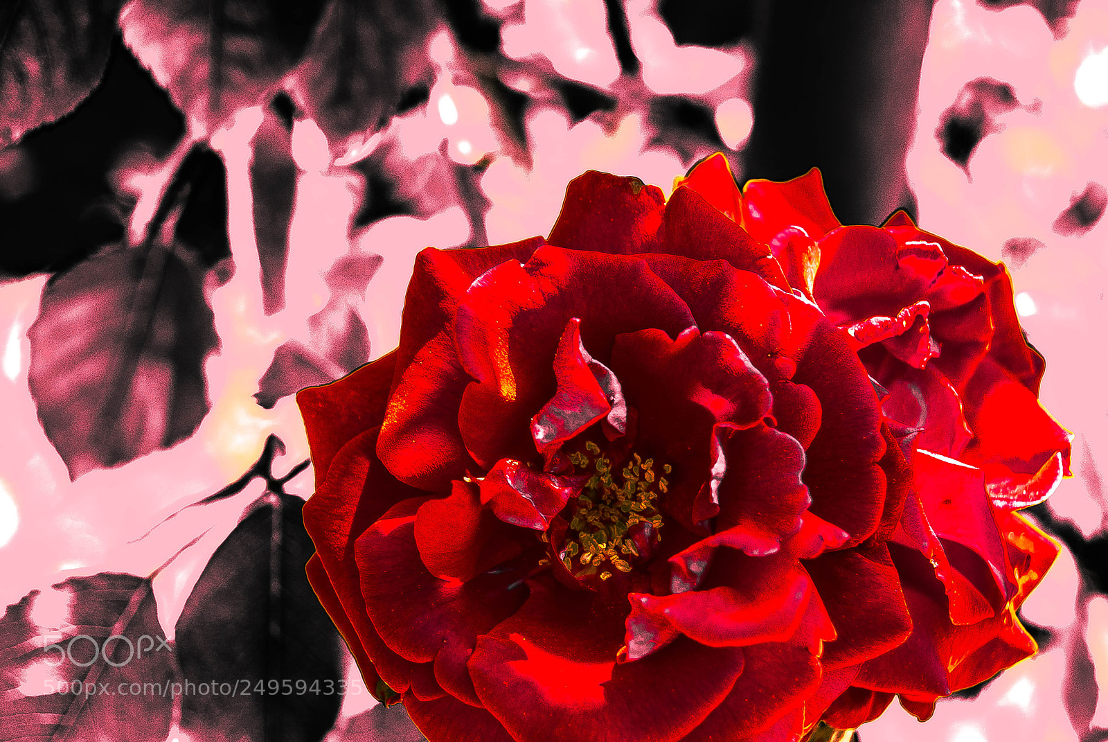 Sony Alpha DSLR-A330 sample photo. Old photo remake photography