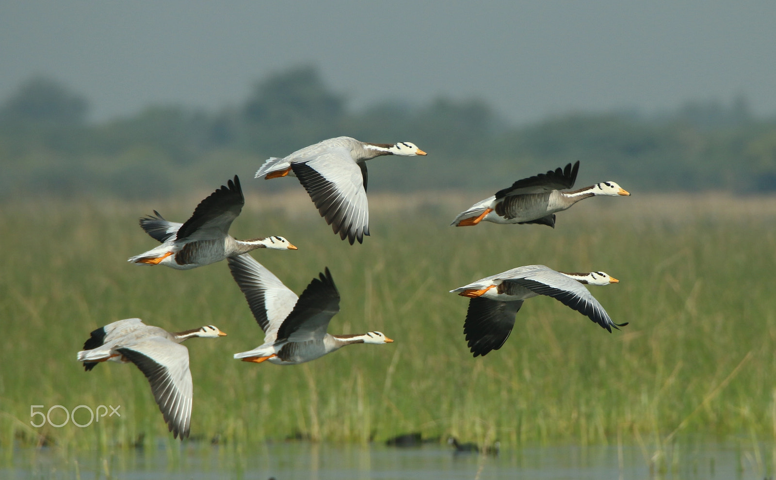 Canon EOS 70D sample photo. Bar headed geese photography