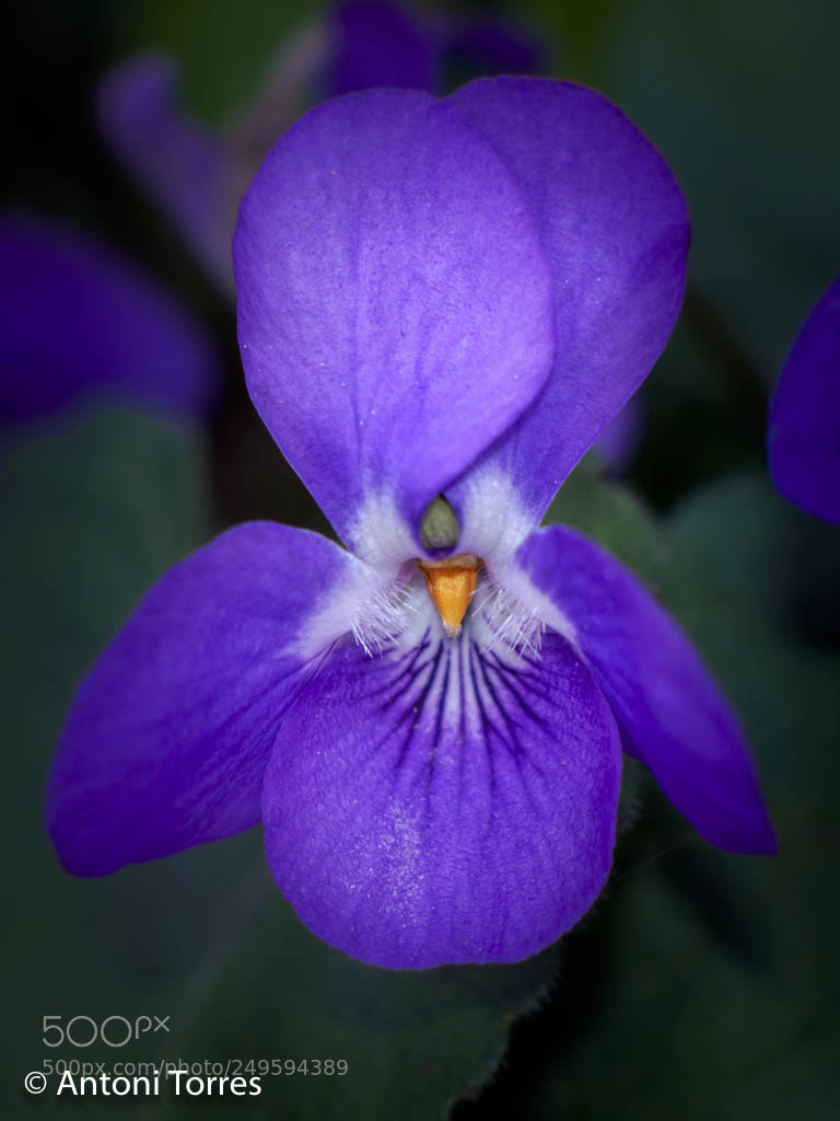 Olympus OM-D E-M1 Mark II sample photo. Viola d'olor (viola odorata) photography