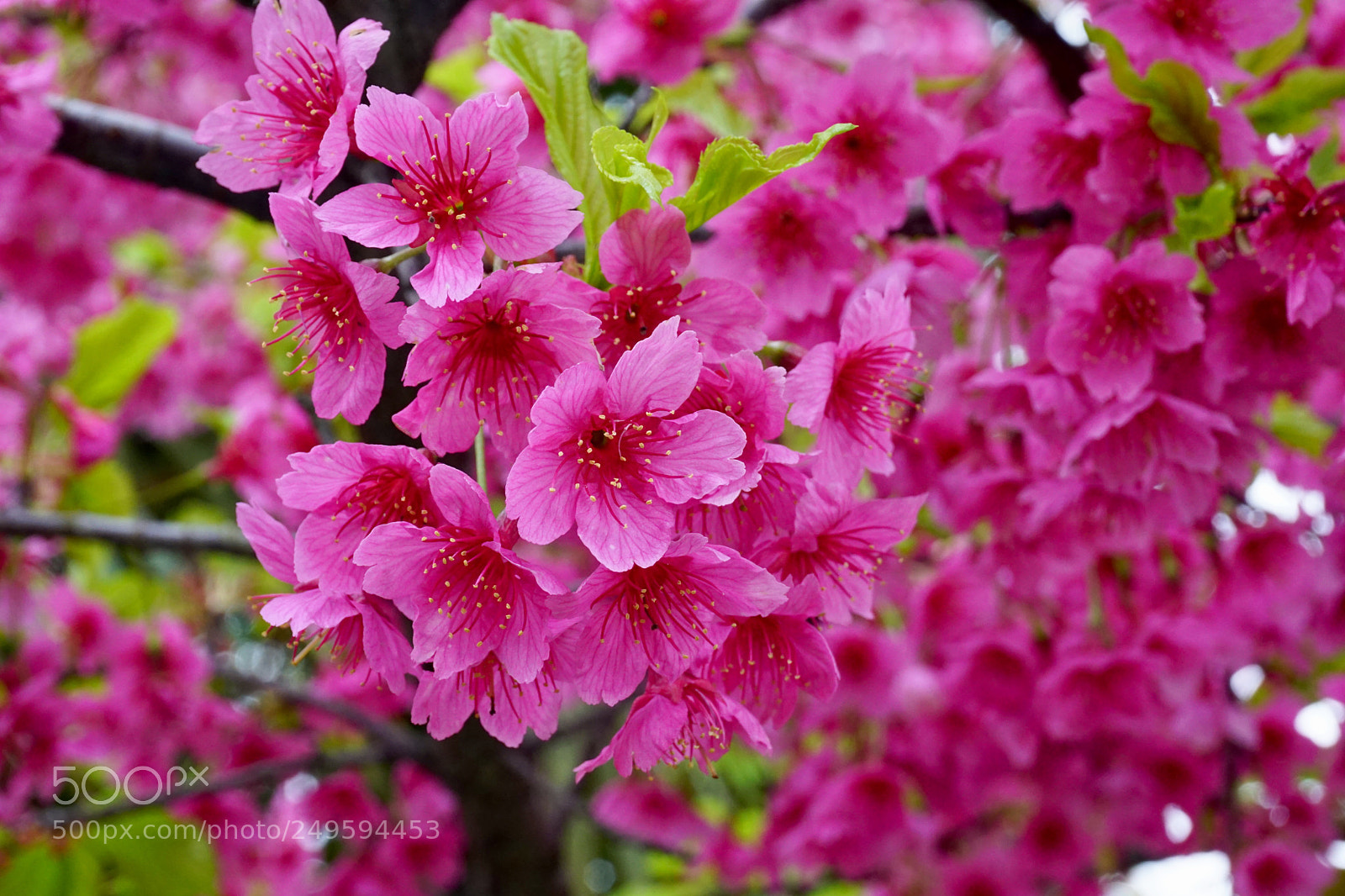 Sony a6000 sample photo. Untitled photography