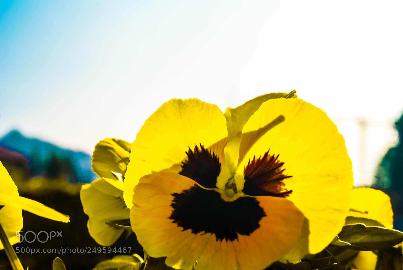 Sony Alpha DSLR-A330 sample photo. Old photo remake photography